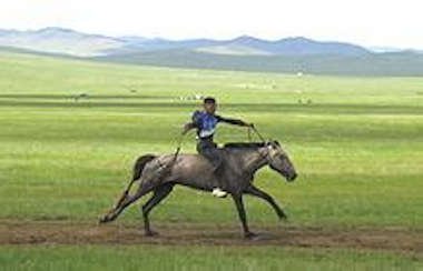 cheval mongol